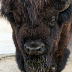 A closeup of the head of an American bison (American buffalo or simply buffalo)