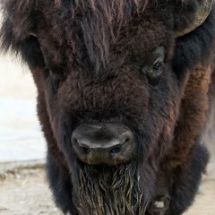 Fototapeten A closeup of the head of an American bison (American buffalo or simply buffalo) © Designpics
