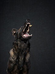 dog with open mouth, snarl on a black background. Portrait of an East European Shepherd Dog. Pet in the studio