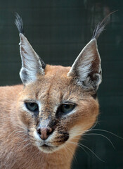 Explore the Beauty of the Animal Kingdom – A Collection of Stunning Creatures, from Adorable Pets to Wild Wonders, Captured in Their Natural Charm.