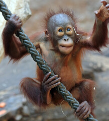 Explore the Beauty of the Animal Kingdom – A Collection of Stunning Creatures, from Adorable Pets to Wild Wonders, Captured in Their Natural Charm.