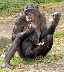 Explore the Beauty of the Animal Kingdom – A Collection of Stunning Creatures, from Adorable Pets to Wild Wonders, Captured in Their Natural Charm.