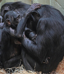 Explore the Beauty of the Animal Kingdom – A Collection of Stunning Creatures, from Adorable Pets to Wild Wonders, Captured in Their Natural Charm.