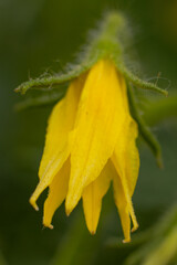 Tomato flower in yellow color. Greenhouse plant with yellow flowers. A large crop of tomatoes. Soft selective focus