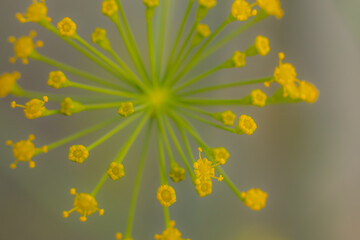 Dill flower in yellow color. Greenhouse plant with yellow flowers. Dill seasoning for food. Soft selective focus