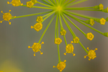 Dill flower in yellow color. Greenhouse plant with yellow flowers. Dill seasoning for food. Soft selective focus