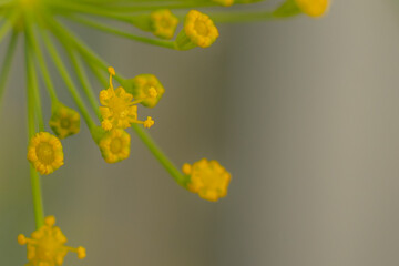 Dill flower in yellow color. Greenhouse plant with yellow flowers. Dill seasoning for food. Soft selective focus
