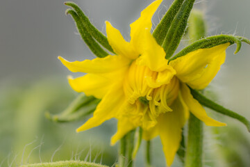 Tomato flower in yellow color. Greenhouse plant with yellow flowers. A large crop of tomatoes. Soft selective focus