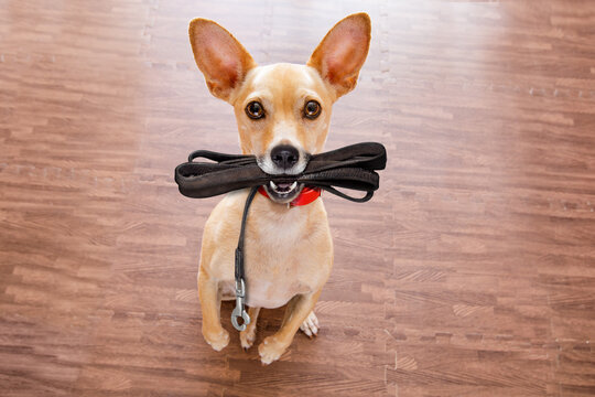 chihuahua dog waiting for owner to play  and go for a walk with leash  , isolated on wood background