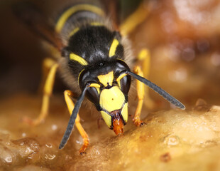 Wasp feeding sweet frontal view macro close-up