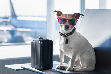 holiday vacation jack russell dog waiting in airport terminal ready to board the airplane or plane...