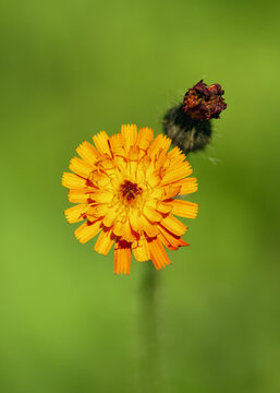 Flower head of orange hawkweed or devils paintbrush wildflower in the meadow. Gardening or herbal medicine concept. (Hieracium aurantiacum)