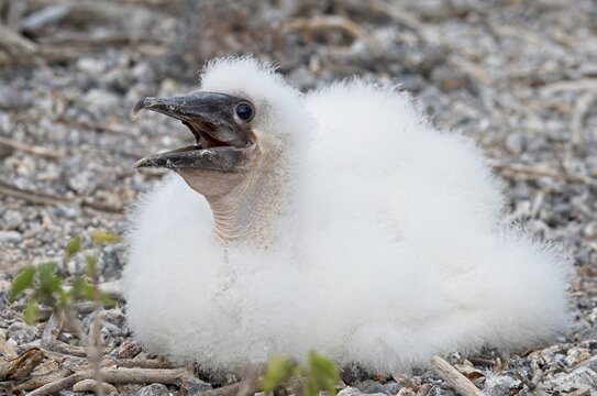 Nazca Booby