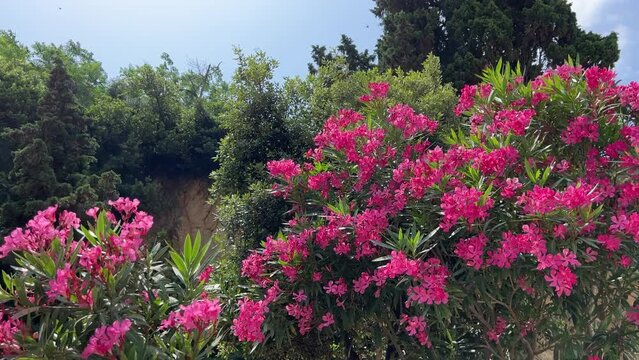 Beautiful pink flowers oleander nerium in the garden.