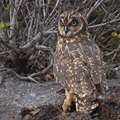 Short Eared Owl