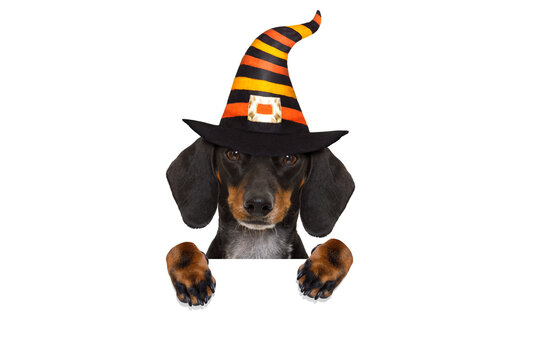 halloween devil sausage dachshund dog scared and frightened, isolated on white background, wearing a witch hat, behind white blank banner or placard poster