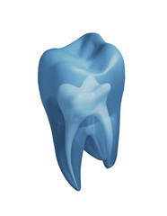 transparent tooth isolated
