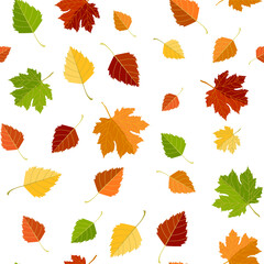 Fototapeta premium Multicolored autumn seamless pattern of autumn maple and birch leaves on a white or transparent background