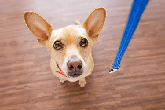 chihuahua dog waiting for owner to play  and go for a walk with leash  , isolated on wood background, wide angle view