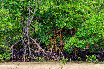 Roots of mangrove trees in the sand on the beach in Serra Grande on the coast of the state of Bahia, Brazil