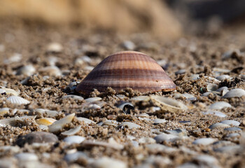 shell on the beach