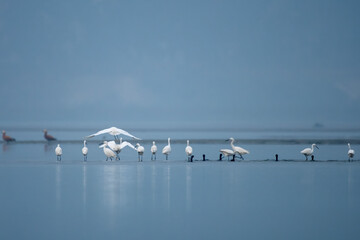 Little egret or Egretta garzetta observed in Gajoldaba in West Bengal, India
