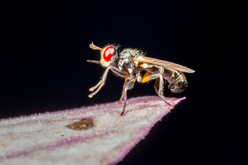 Tiny red eyed fly on leaf