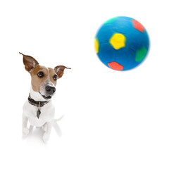 soccer jack russell dog playing with  ball  , isolated on white background, wide angle fisheye view