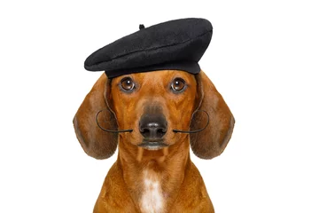 Tuinposter french dachshund sausage dog with beret hat, isolated on white background, behind frame banner  or placard © Designpics