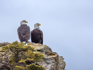 pair of eagles on a rock