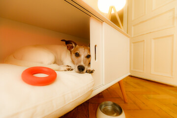 jack russell  dog relaxing  or daydreaming in pet bed in bedroom , thinking about life