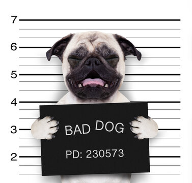 criminal mugshot  of pug  dog at police station holding placard , isolated on background
