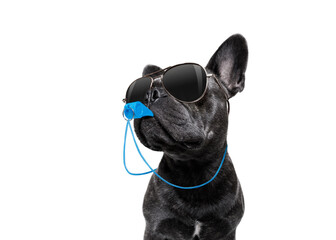 referee arbitrator umpire french bulldog dog blowing blue whistle in mouth , isolated on white...