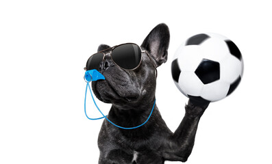 referee arbitrator umpire french bulldog dog blowing blue whistle in mouth ,catching a soccer ball,  isolated on white background