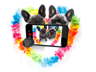 couple of french bulldog dogs in love for happy valentines day with rainbow  flower chain in heart shape  ,taking a selfie with smartphone or cell phone
