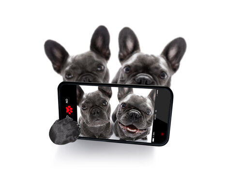 couple of  french bulldog dogs in love taking a selfie together,  isolated on white background