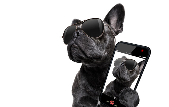 cool trendy posing french bulldog with sunglasses looking up like a model , taking a selfie , isolated on white background