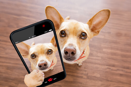 curious chihuahua dog looking up to owner waiting or sitting patient to play or go for a walk,  taking a selfie with smartphone or cell phone
