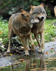 
Wolves and foxes, both members of the Canidae family, possess captivating qualities and play significant roles in various ecosystems.