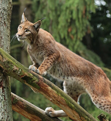 The tiger, a majestic apex predator, commands both fear and admiration. With its vibrant coat adorned with striking stripes, it epitomizes strength, grace, and beauty.