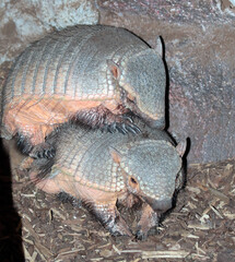Dragon animal armadillo