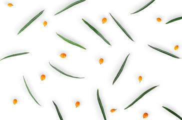 Berries of sea-buckthorn with leaves isolated on white background. Top view.