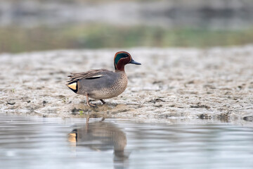 Eurasian teal or Anas crecca observed in Gajoldaba in West Bengal, India