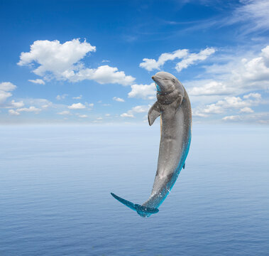 single jumping smiling dolphin, beautiful seascape with deep ocean waters and cloudscape