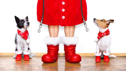 christmas  santa claus couple of  dogs isolated on white background with  red  boots for the...