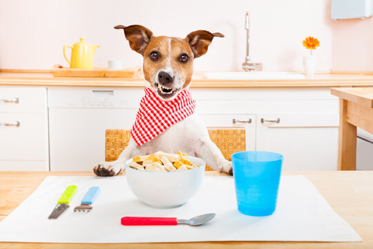 funny hungry jack russell dog  in kitchen cooking or eating on table , smacking
