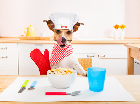 funny hungry jack russell dog  in kitchen cooking or eating on table with  white chef hat