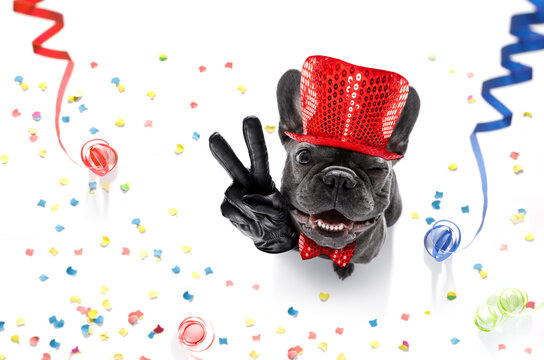 french bulldog dog celebrating new years eve with owner ,isolated on serpentine streamers and confetti , with victory, peace fingers