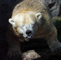 Obraz premium A Wildlife Photography Adventure