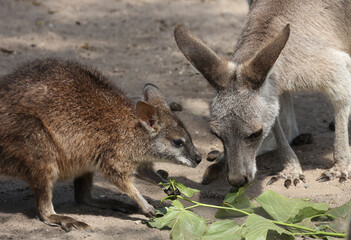 A Wildlife Photography Adventure